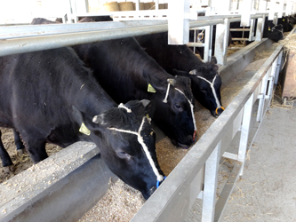 6月末全国牛飼養頭数計398万頭で増加—個体識別記録