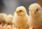 高病原性鳥インフルエンザの清浄化を宣言—農水省